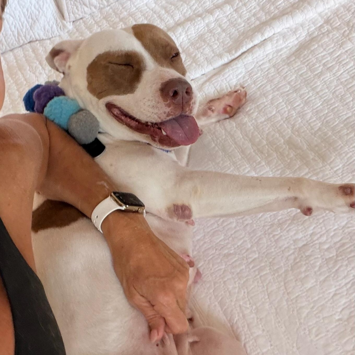 Enlarge Dulce, a Adoptable mixed breed in Lake Forest, IL image 5/6