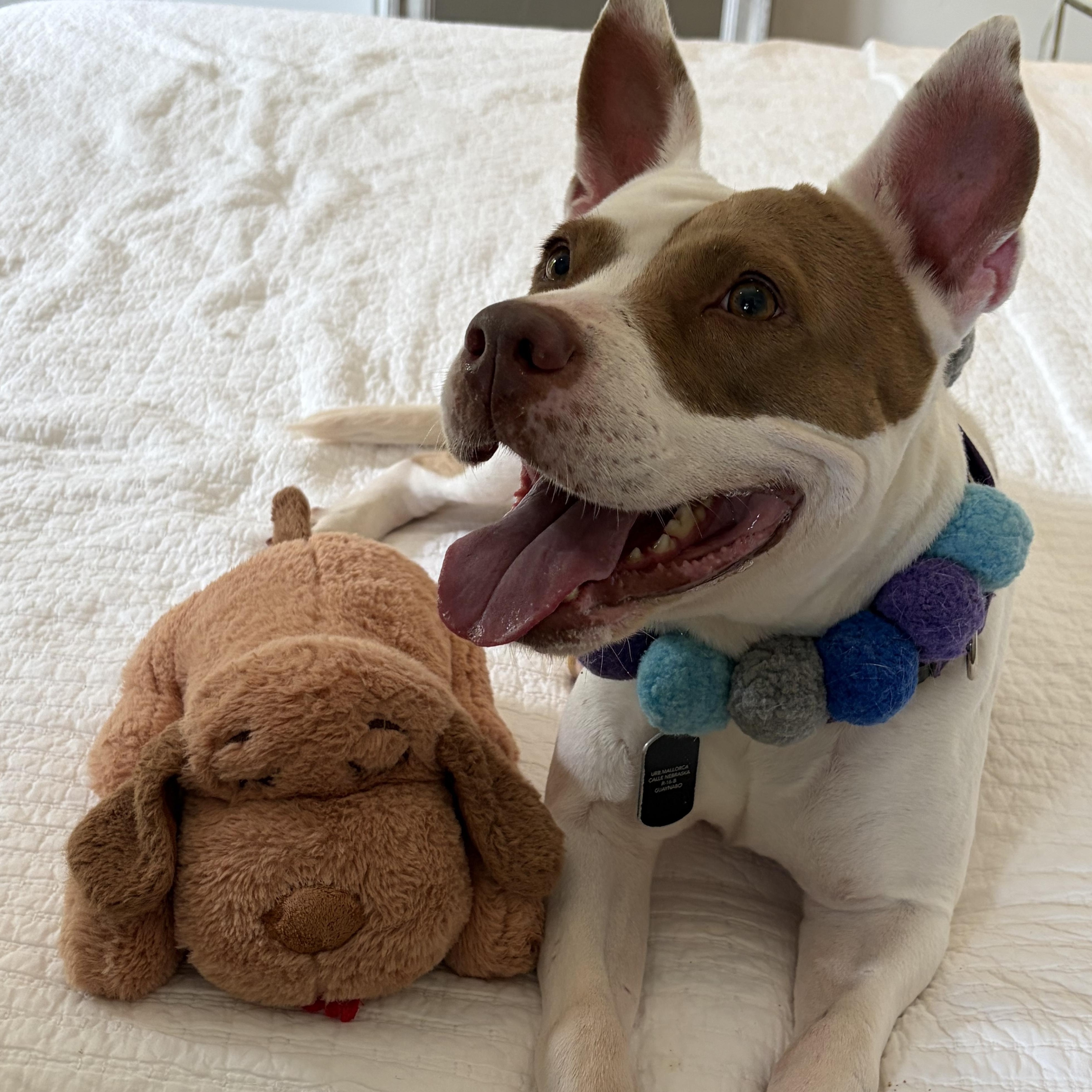 Enlarge Dulce, a Adoptable mixed breed in Lake Forest, IL image 2/6