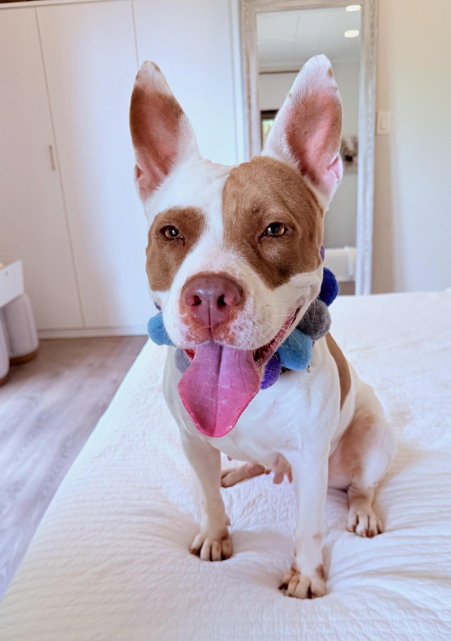 Enlarge Dulce, a Adoptable mixed breed in Lake Forest, IL image 1/6