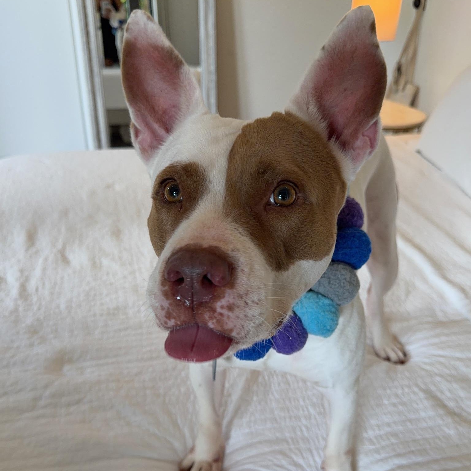 Enlarge Dulce, a Adoptable mixed breed in Lake Forest, IL image 4/6