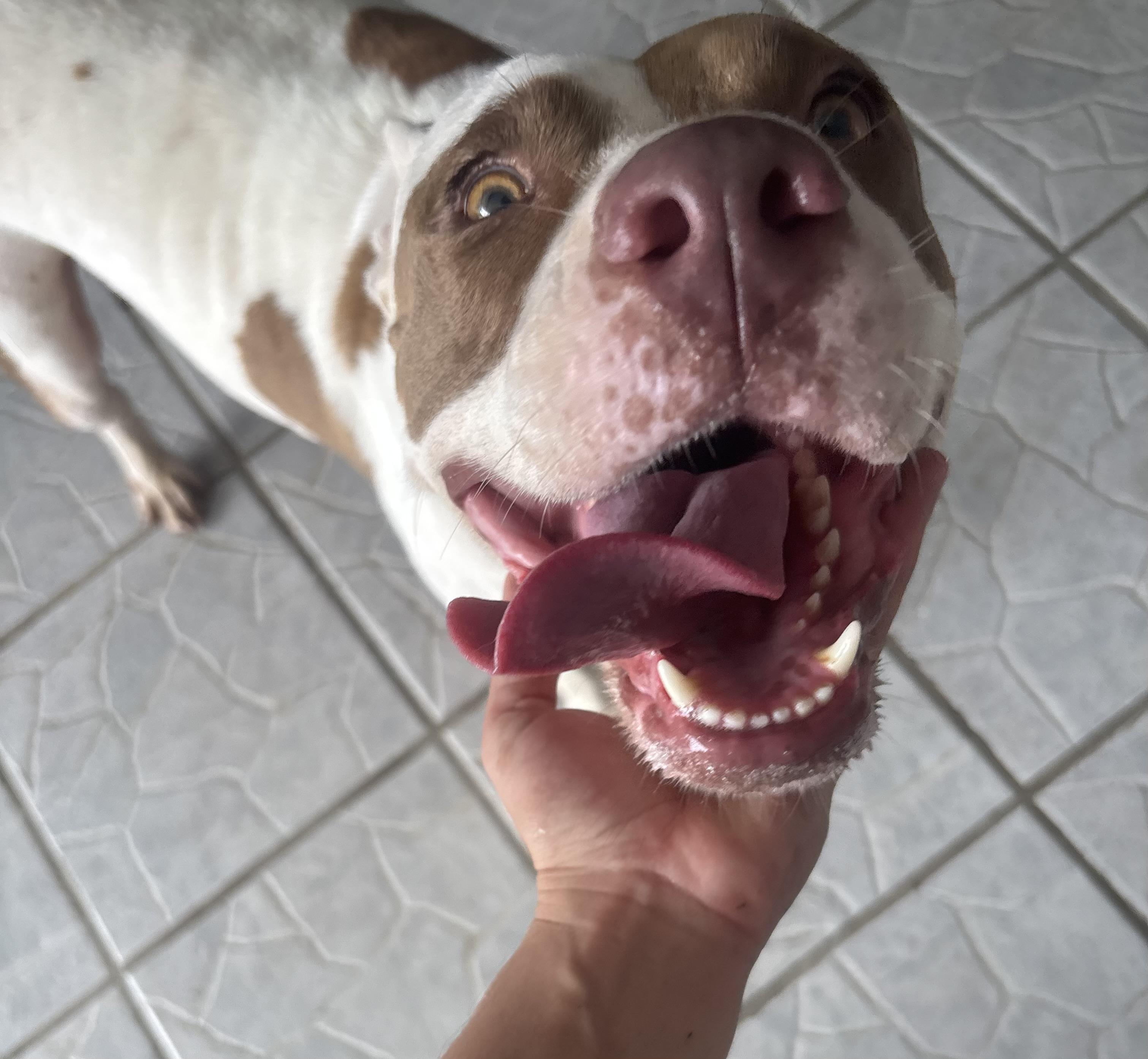 Enlarge Dulce, a Adoptable mixed breed in Lake Forest, IL image 4/4