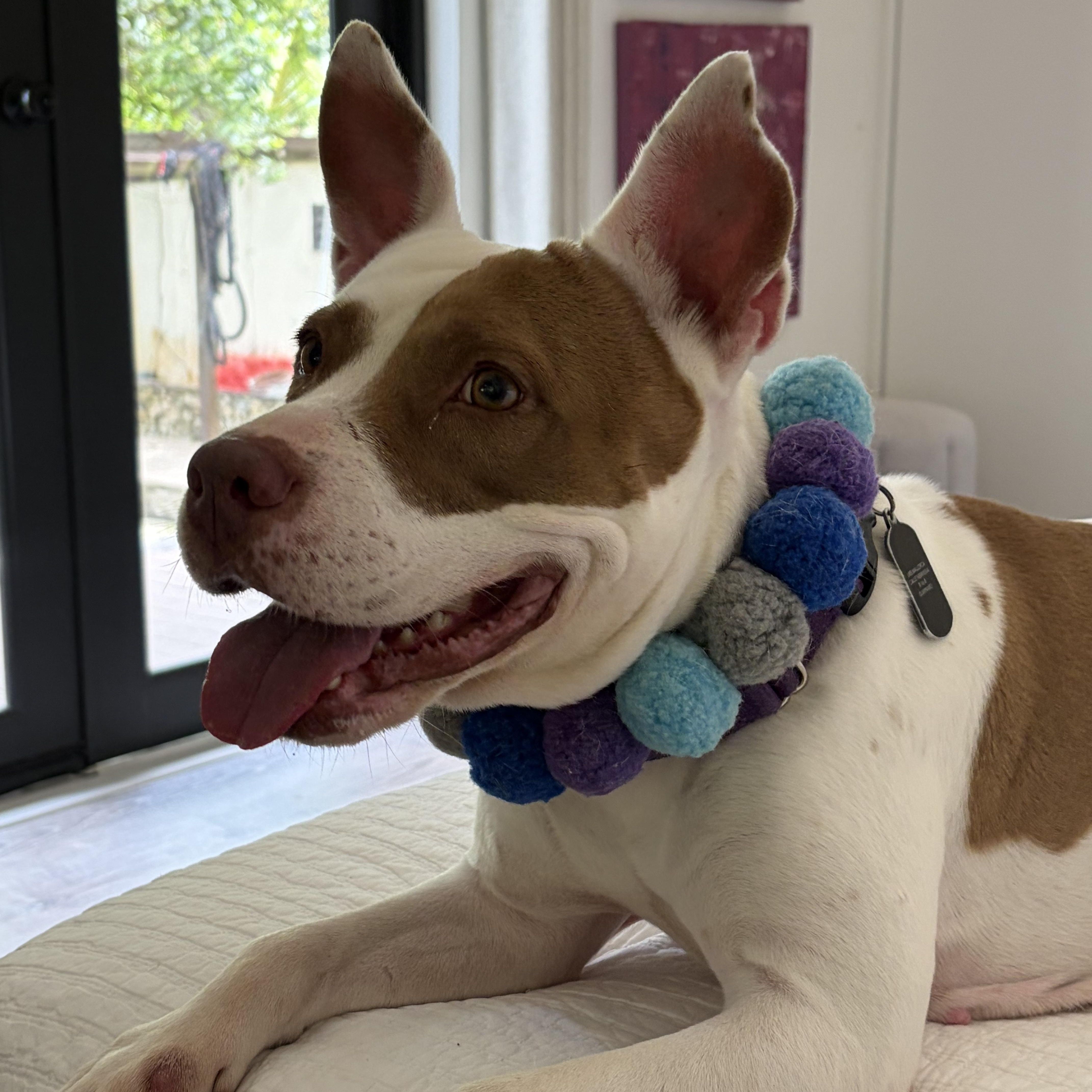Enlarge Dulce, a Adoptable mixed breed in Lake Forest, IL image 6/6