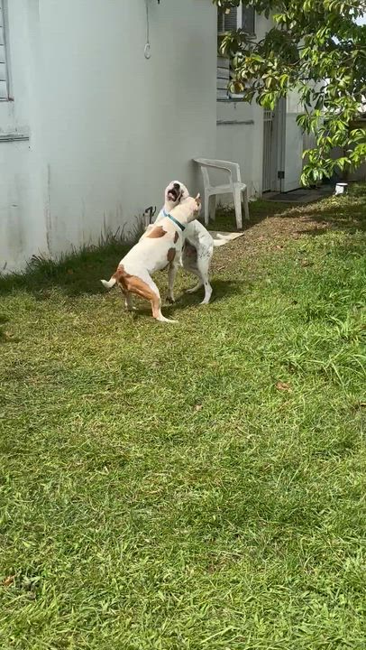 Enlarge Dulce, a Adoptable mixed breed in Lake Forest, IL video 3/4