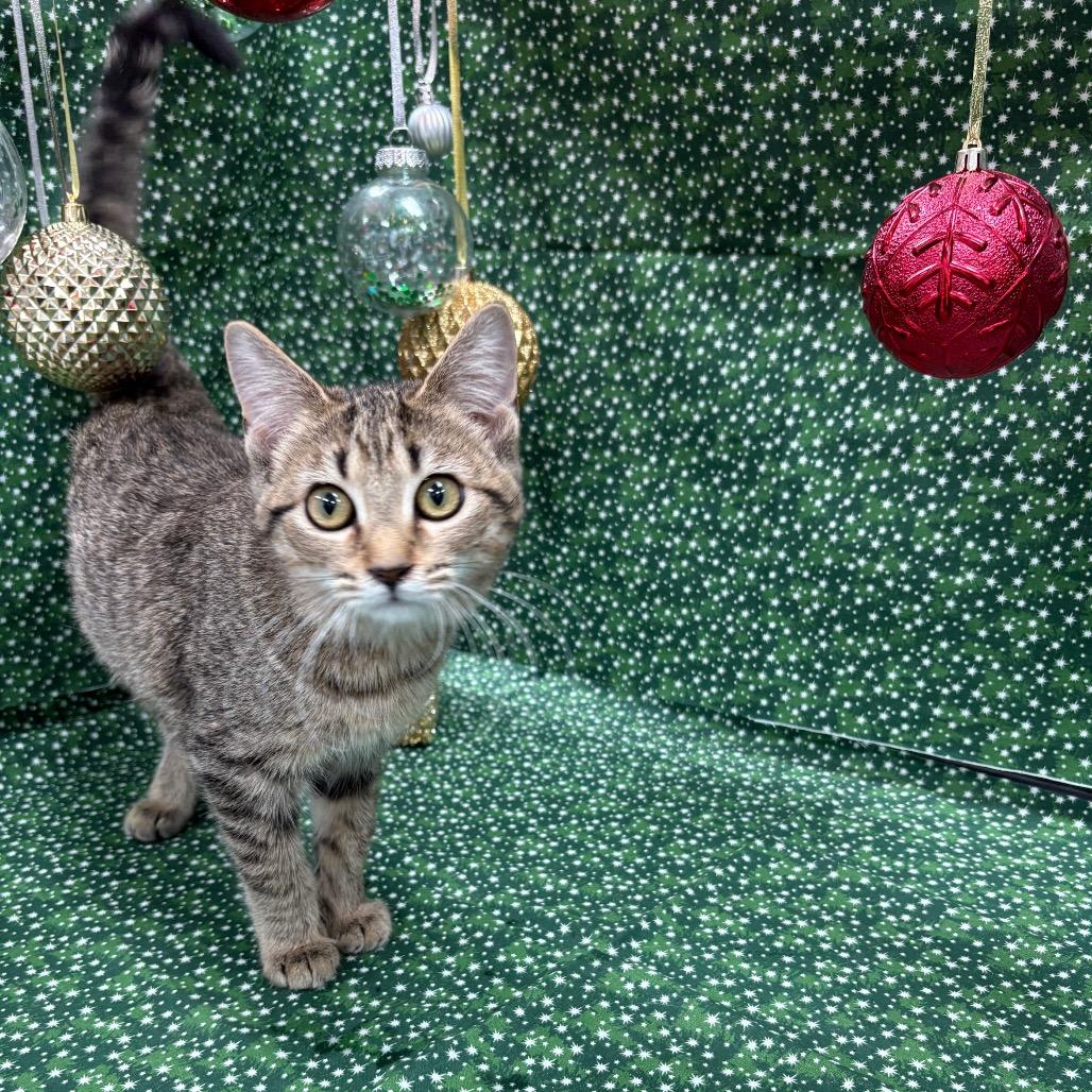 Enlarge Crackle, a Adoptable American Shorthair in Greenfield, IN image 1/4