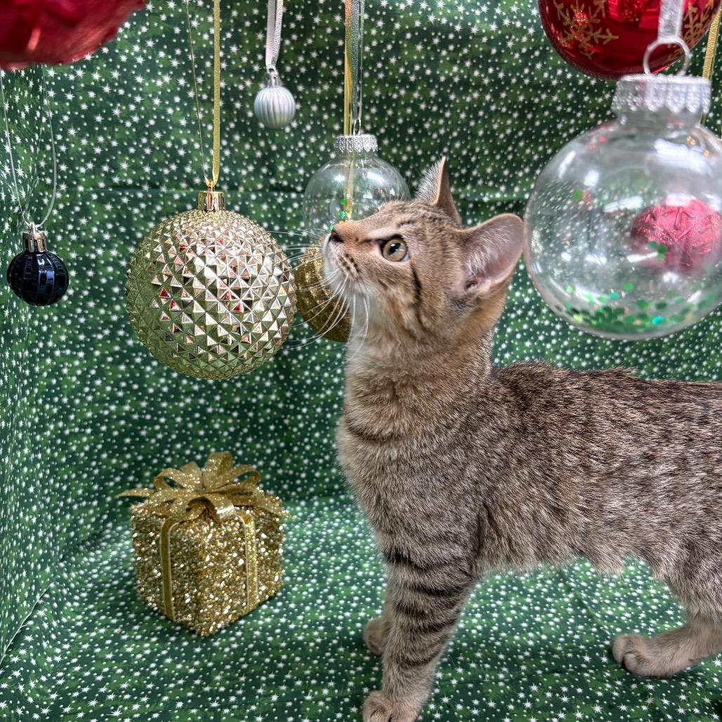 Enlarge Crackle, a Adoptable American Shorthair in Greenfield, IN image 3/4