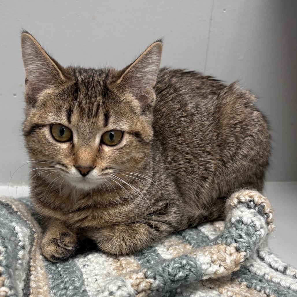Enlarge Crackle, a Adoptable American Shorthair in Greenfield, IN image 4/4