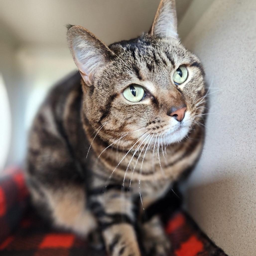 Lu Boo, Adoptable, Senior Female Domestic Short Hair.