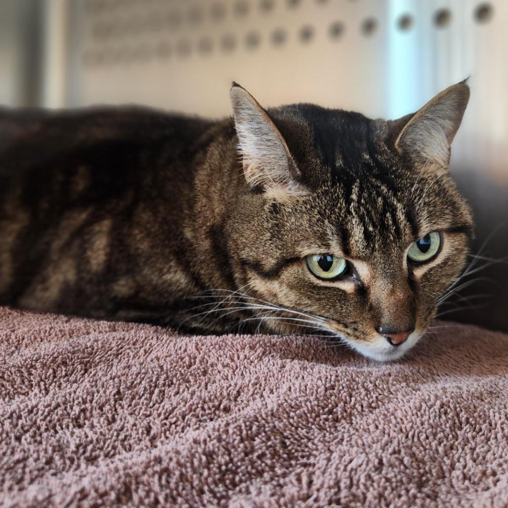 Enlarge Lu Boo, a Adoptable Domestic Short Hair in Reno, NV image 2/4