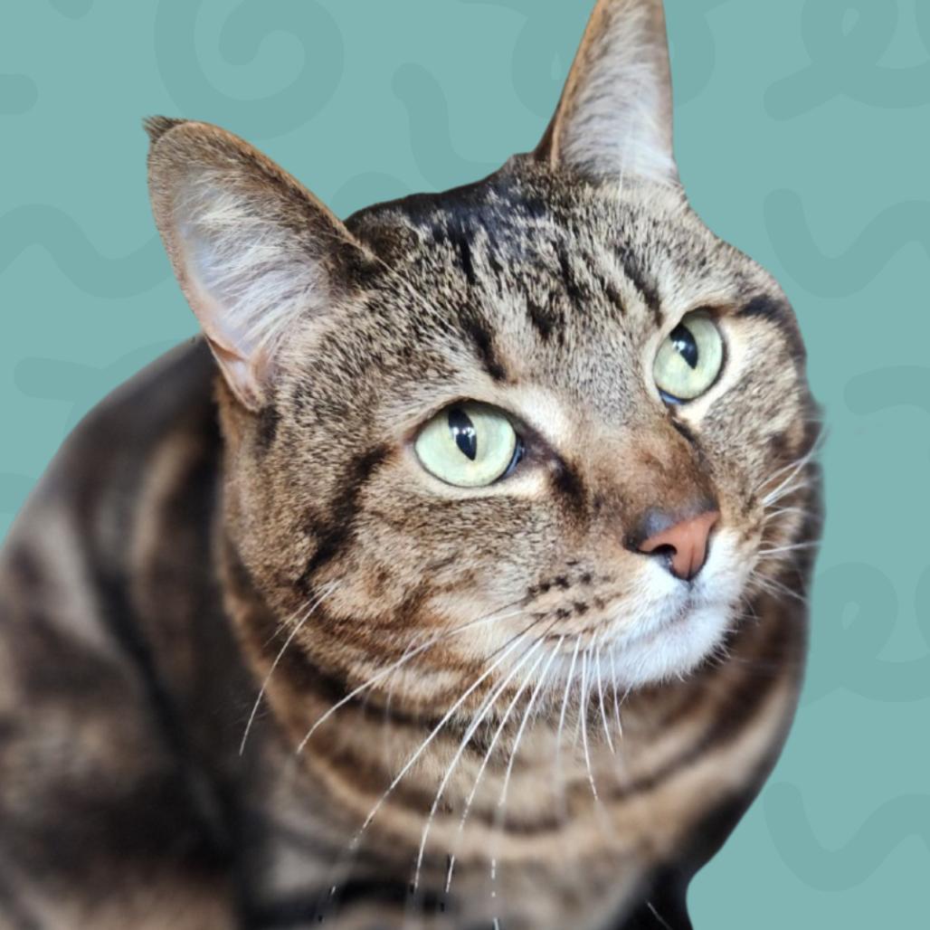 Enlarge Lu Boo, a Adoptable Domestic Short Hair in Reno, NV image 3/4