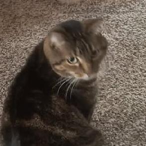 Enlarge Lu Boo, a Adoptable Domestic Short Hair in Reno, NV image 4/4