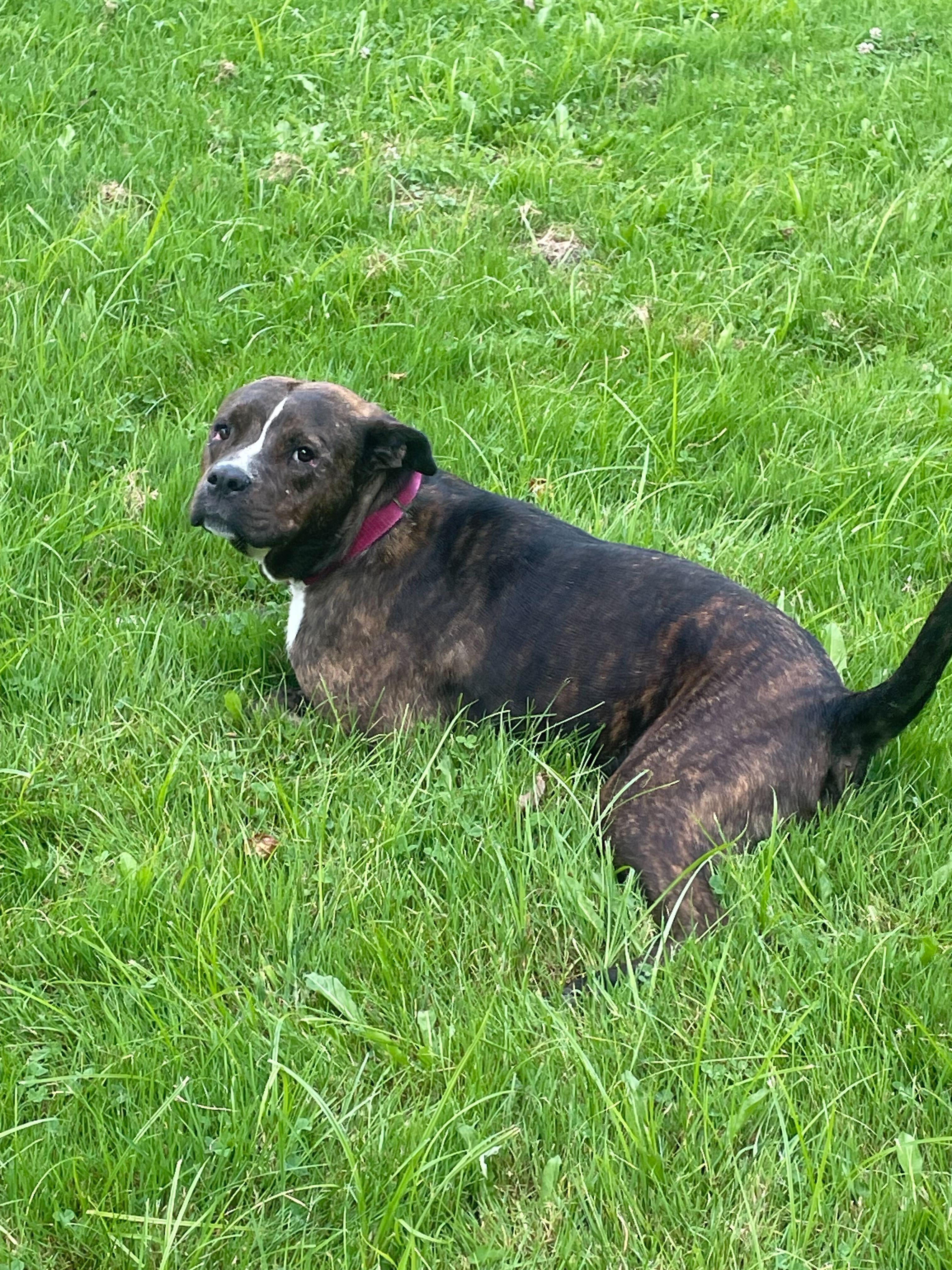 Kate, a Adoptable mixed breed in Belleville, MI image 6/6