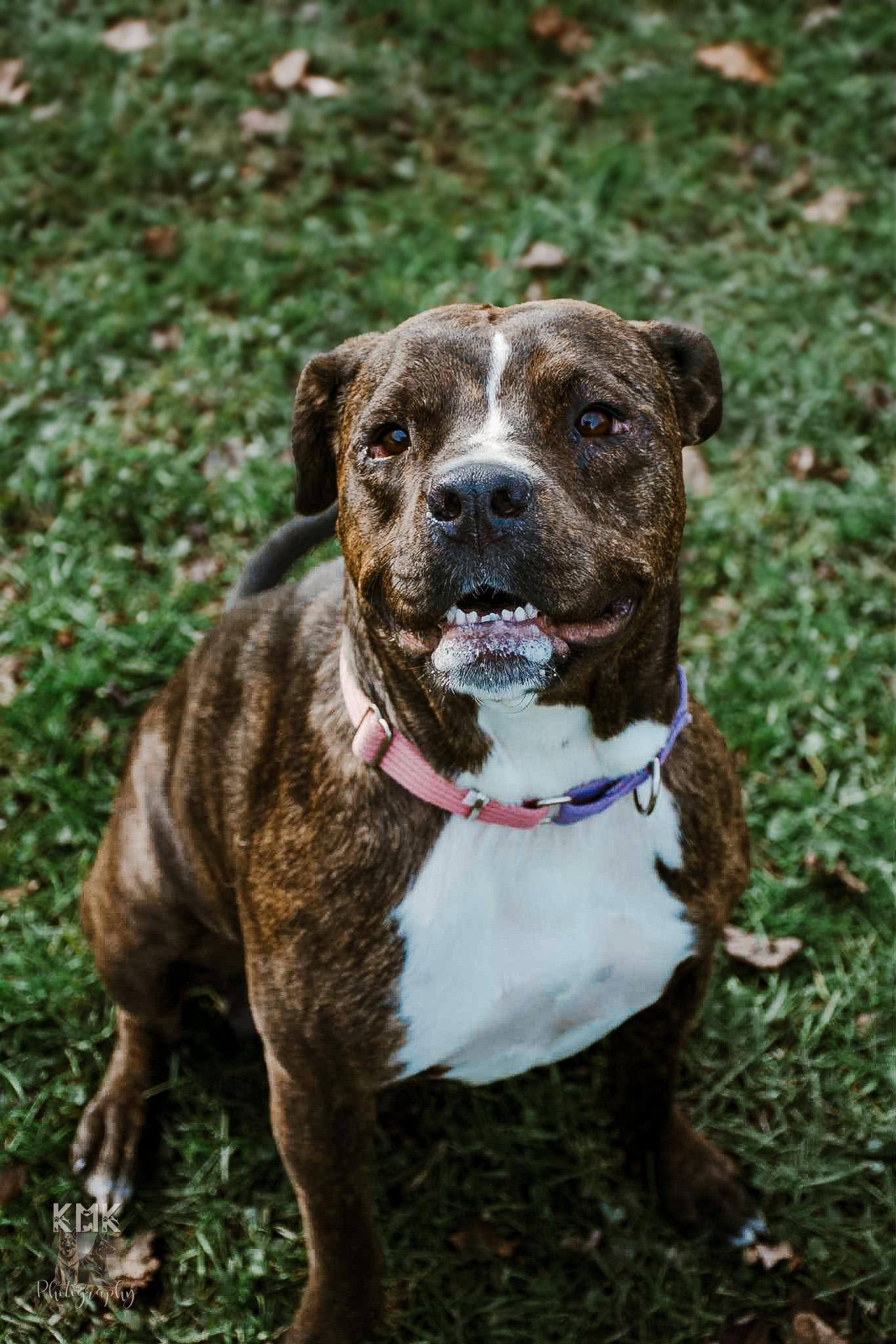 Kate, a Adoptable mixed breed in Belleville, MI image 2/6