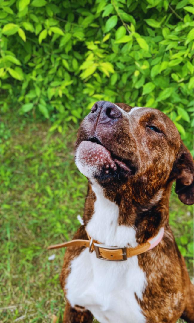 Kate, a Adoptable mixed breed in Belleville, MI image 5/6