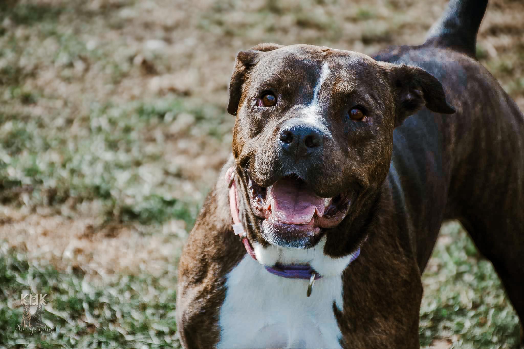 Kate, a Adoptable mixed breed in Belleville, MI image 3/6