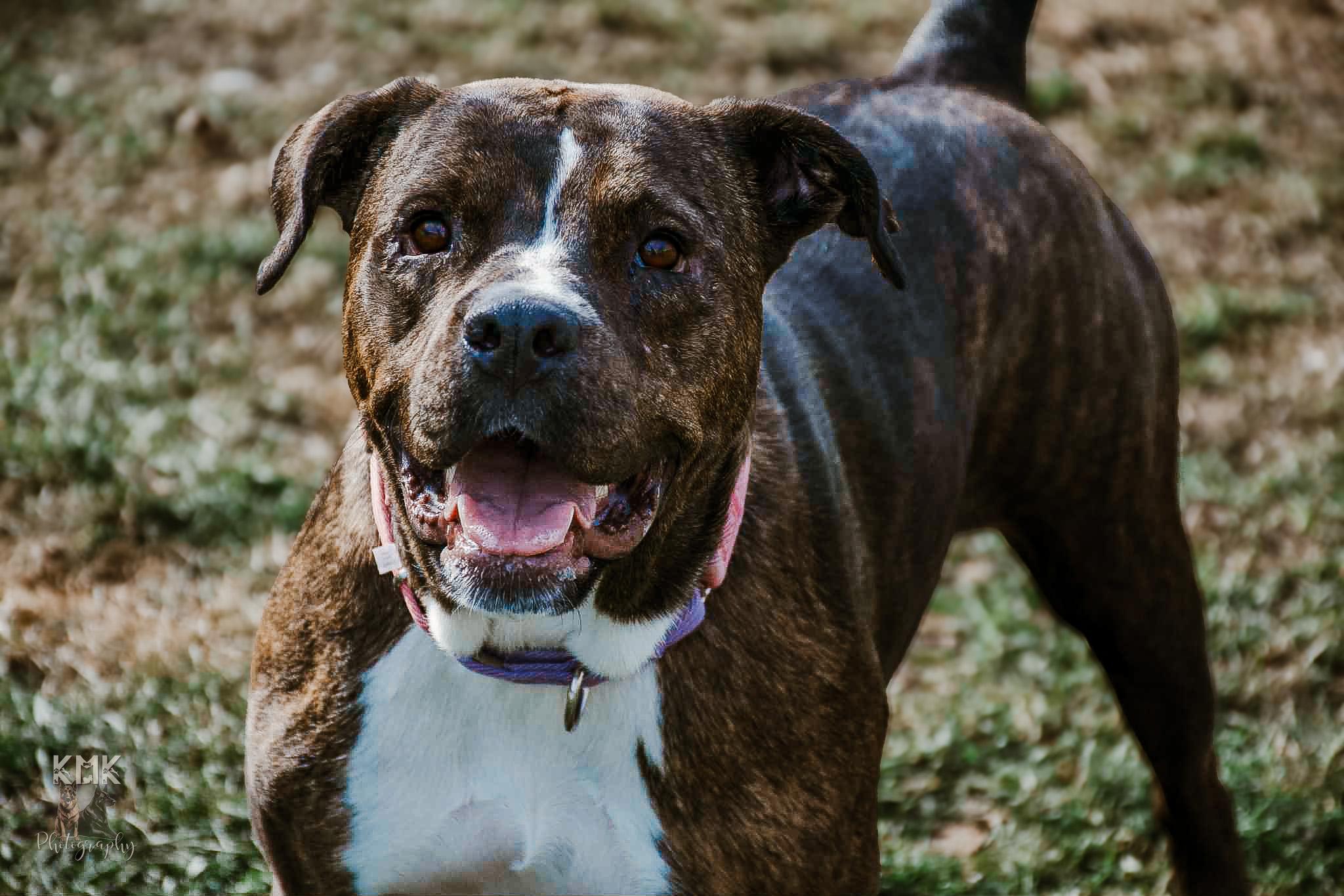 Kate, a Adoptable mixed breed in Belleville, MI image 4/6