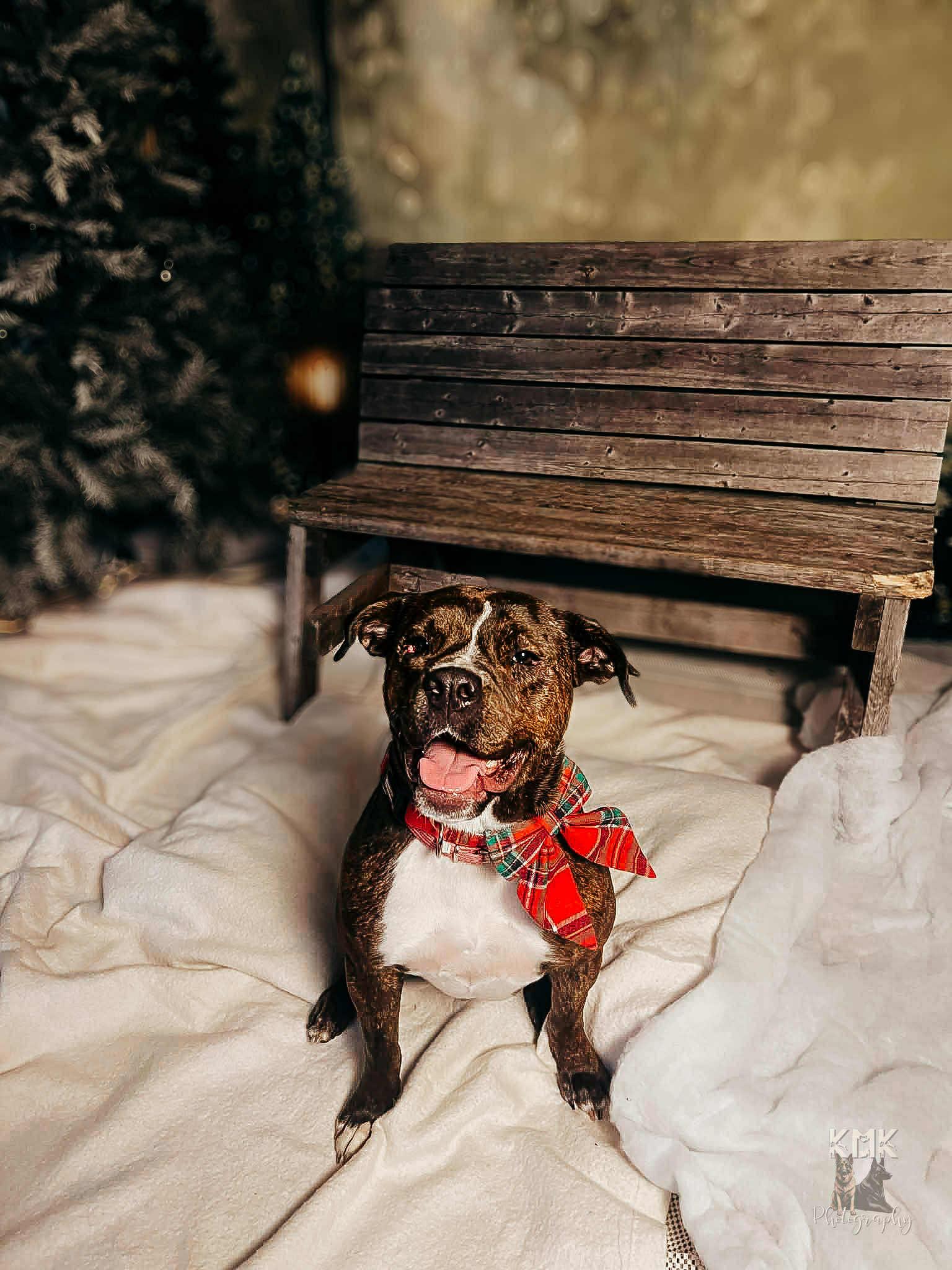 Kate, a Adoptable mixed breed in Belleville, MI image 1/6