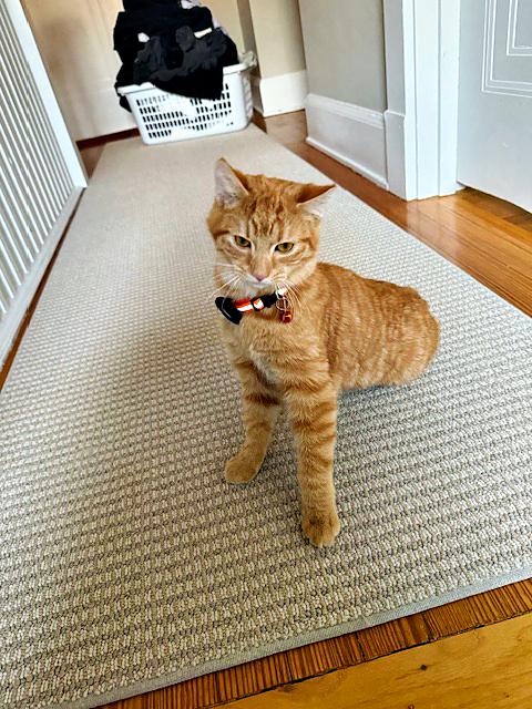 Enlarge Bumpkin, a Adoptable Domestic Short Hair in Pittsburgh, PA image 1/2