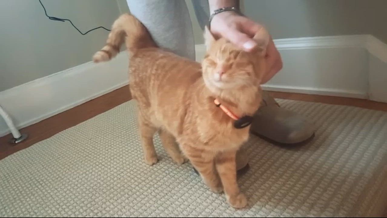 Enlarge Bumpkin, a Adoptable Domestic Short Hair in Pittsburgh, PA video 2/2