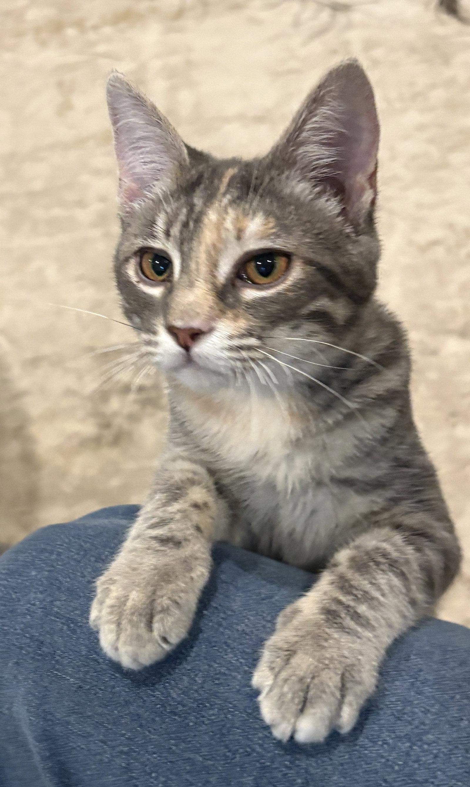 Enlarge Harriet, a Adoptable Domestic Short Hair in Reston, VA image 1/3
