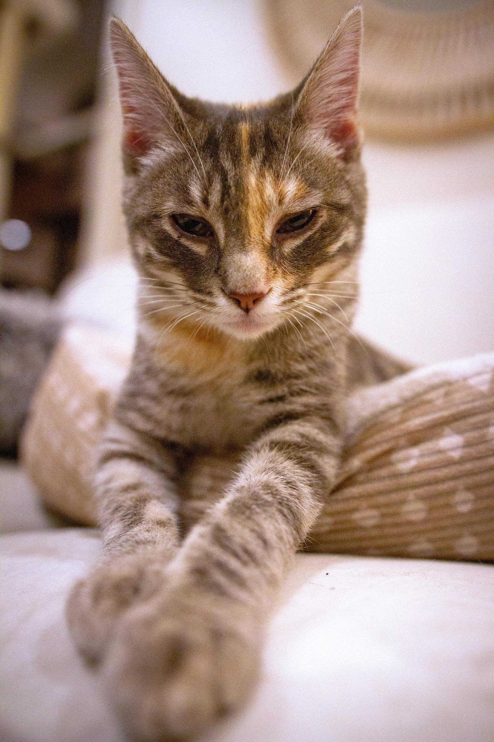 Enlarge Harriet, a Adoptable Domestic Short Hair in Reston, VA image 2/3