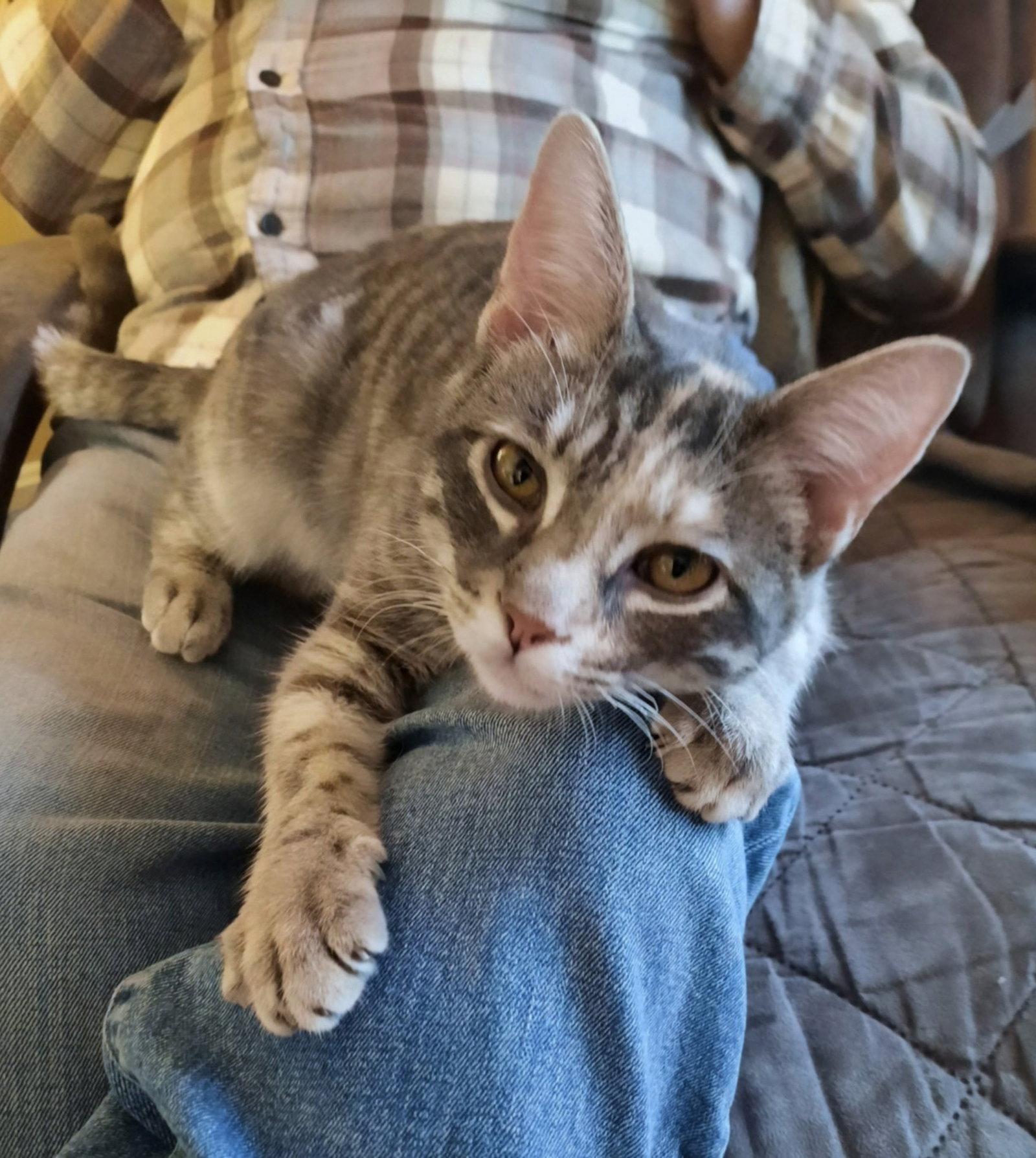 Enlarge Harriet, a Adoptable Domestic Short Hair in Leesburg, VA image 2/3