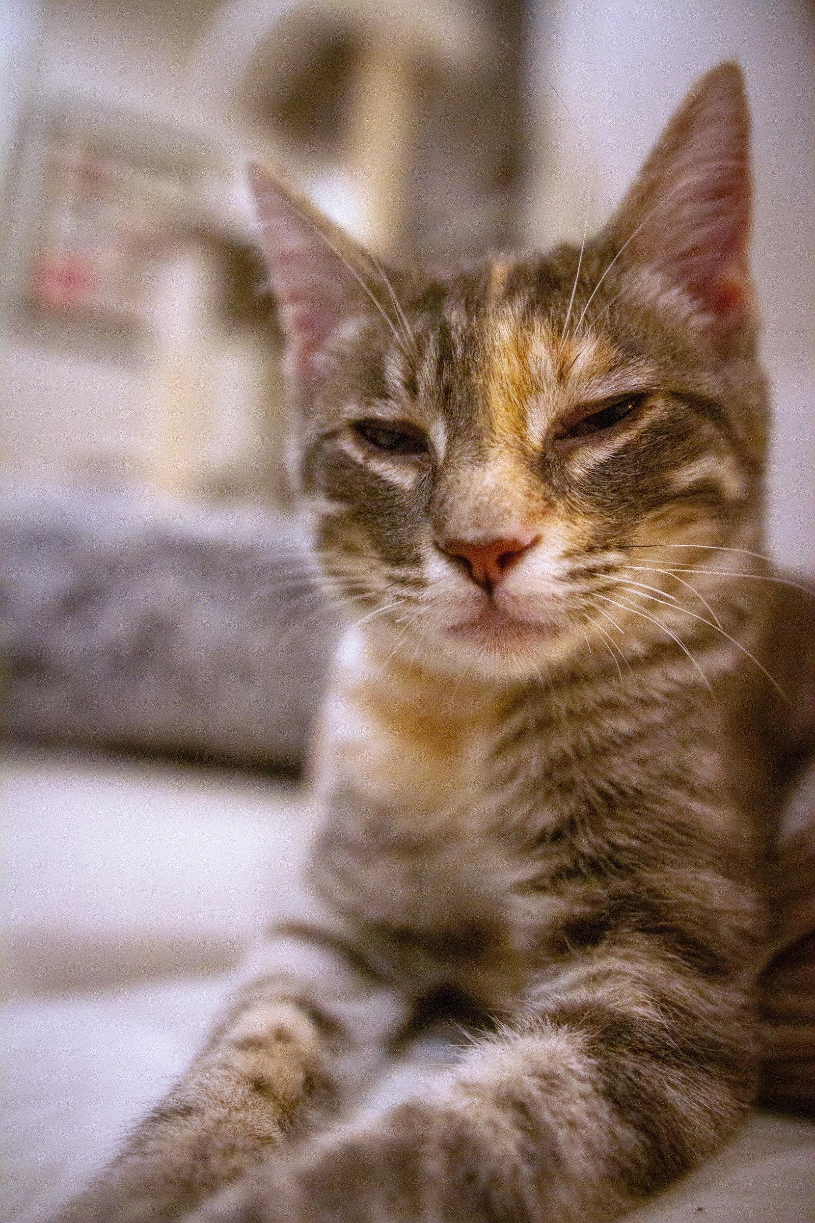Enlarge Harriet, a Adoptable Domestic Short Hair in Reston, VA image 3/3