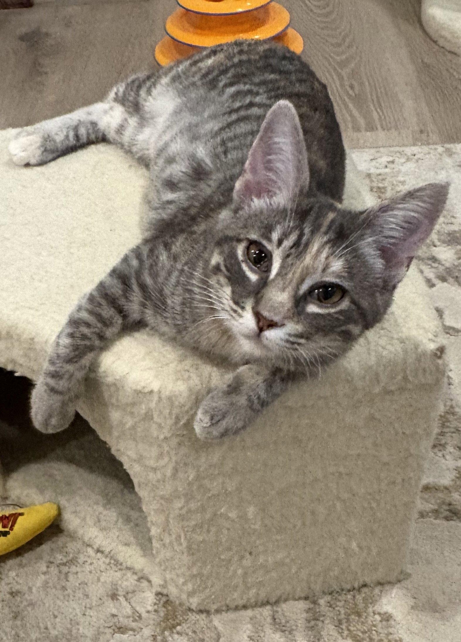 Enlarge Harriet, a Adoptable Domestic Short Hair in Leesburg, VA image 3/3