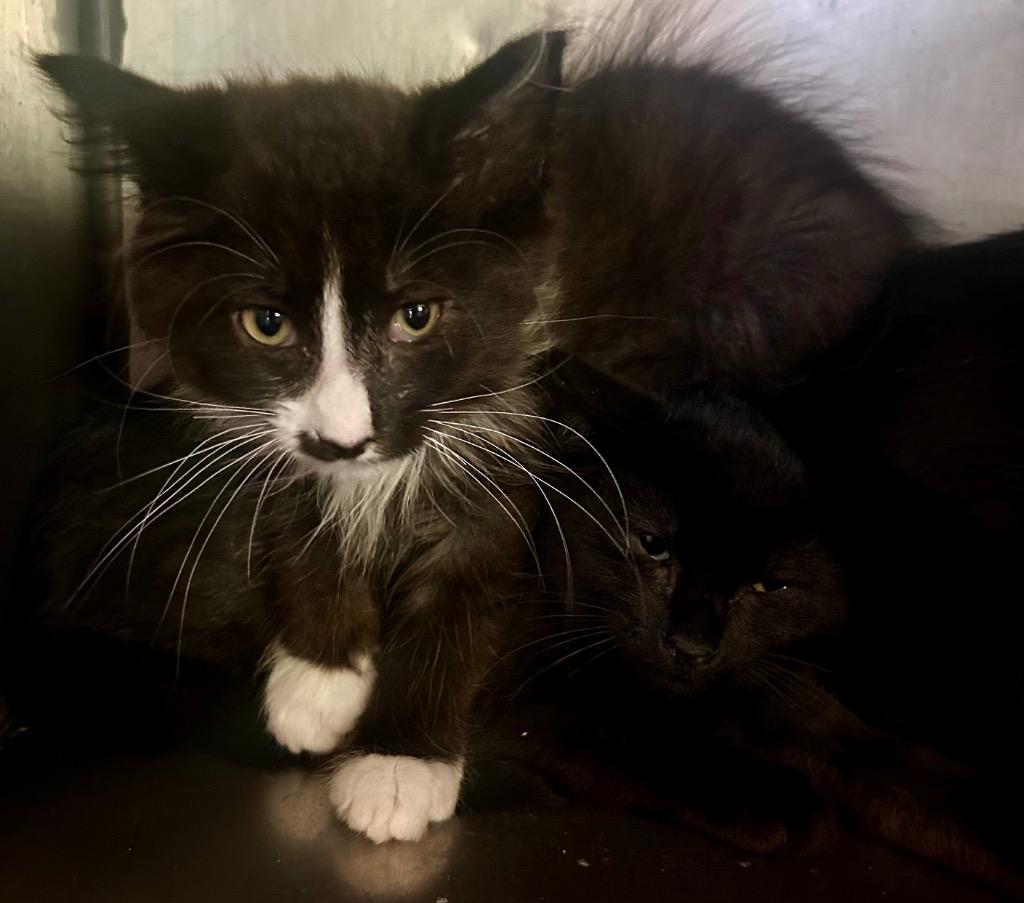 Rabun, Adoptable, Kitten Male Domestic Medium Hair.