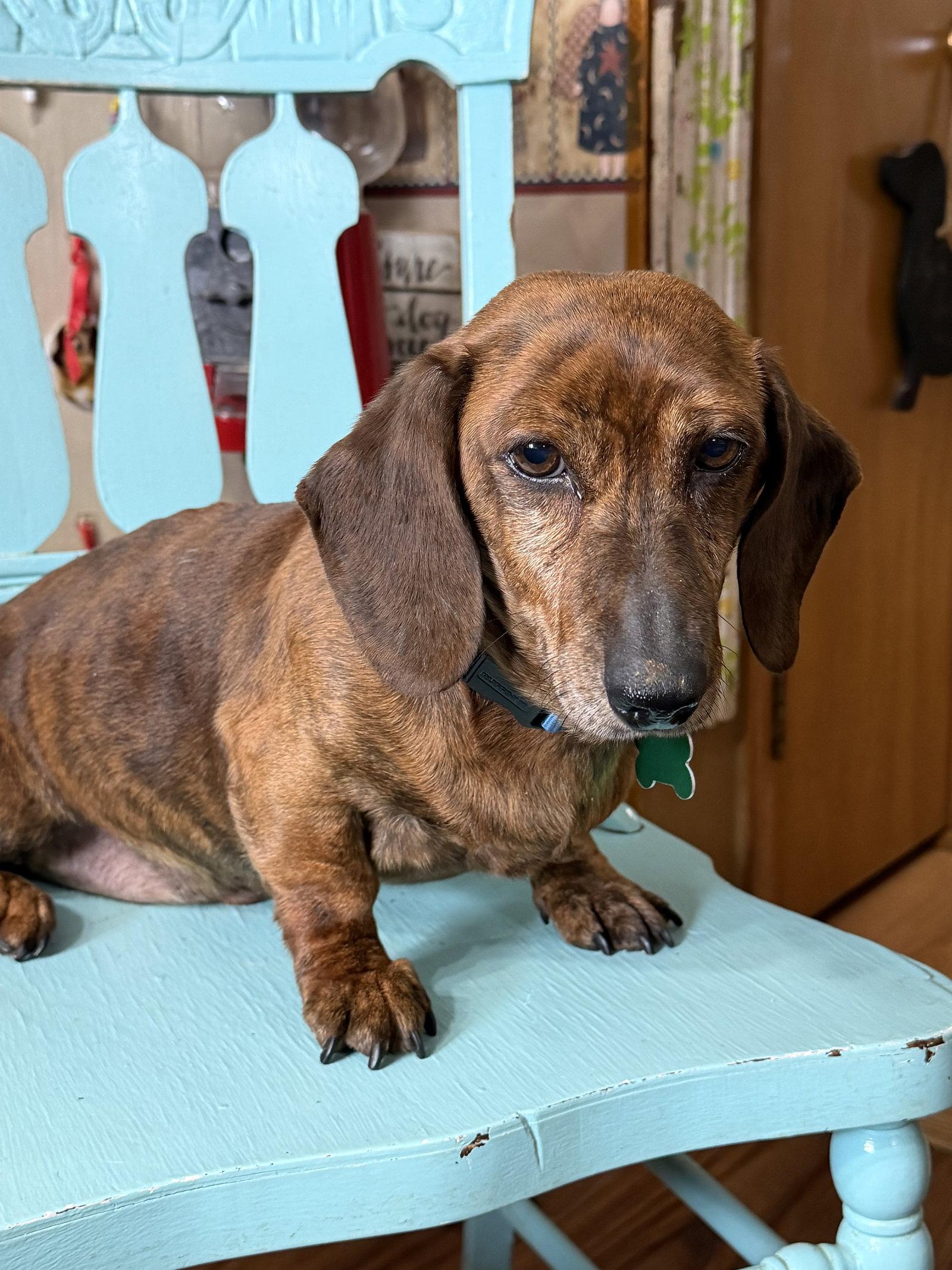 Enlarge Archie, a Adopted Dachshund in Sioux Falls, SD image 2/3