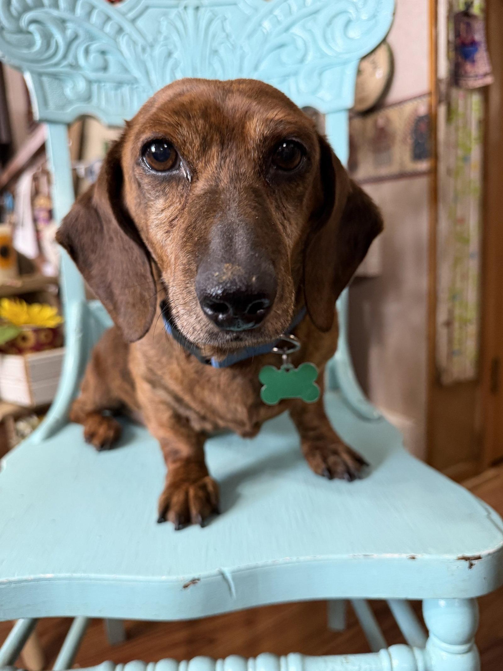Enlarge Archie, a Adopted Dachshund in Sioux Falls, SD image 3/3