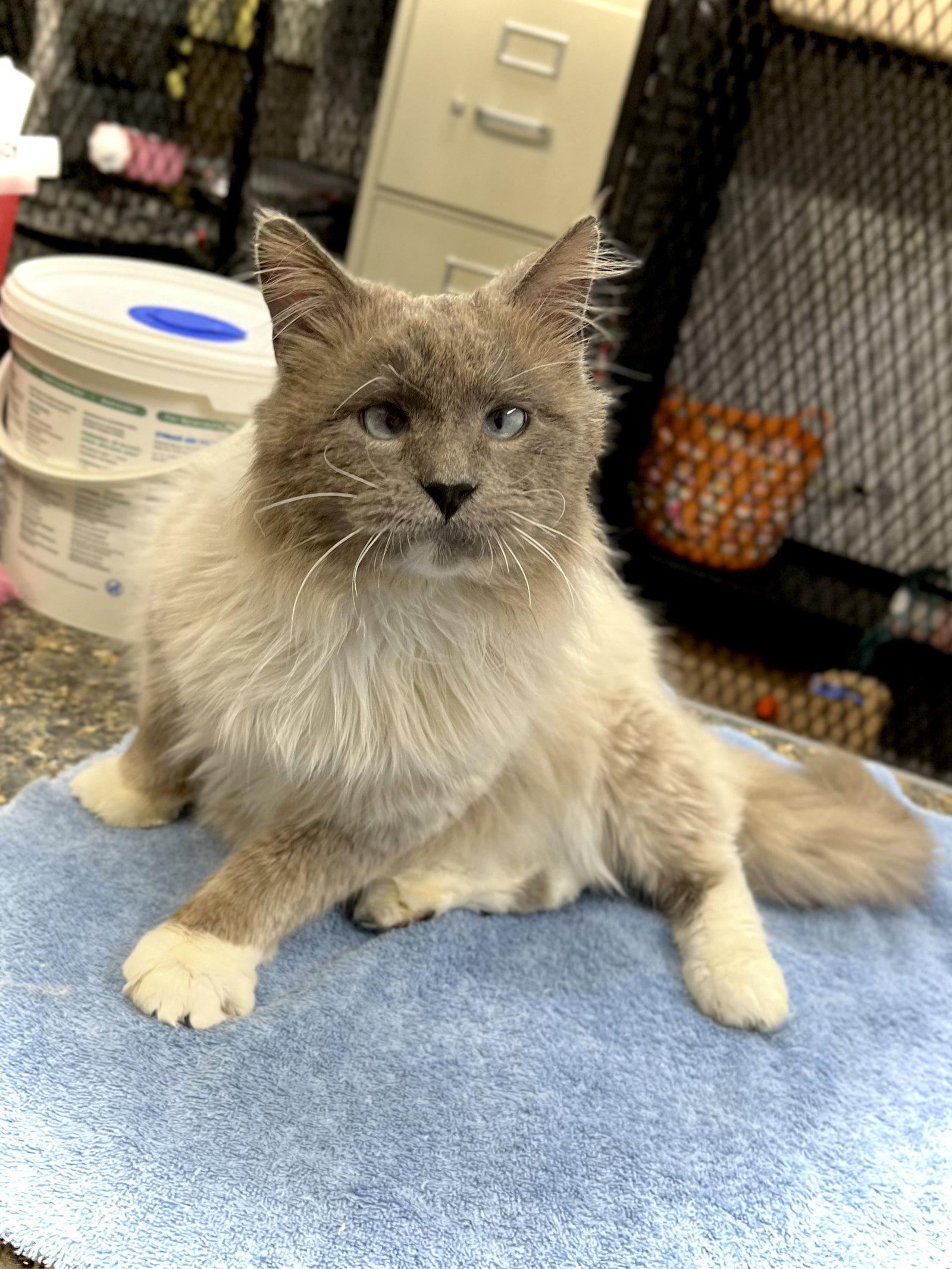 Rafi, Adopted, Young Male Domestic Medium Hair & Ragdoll.