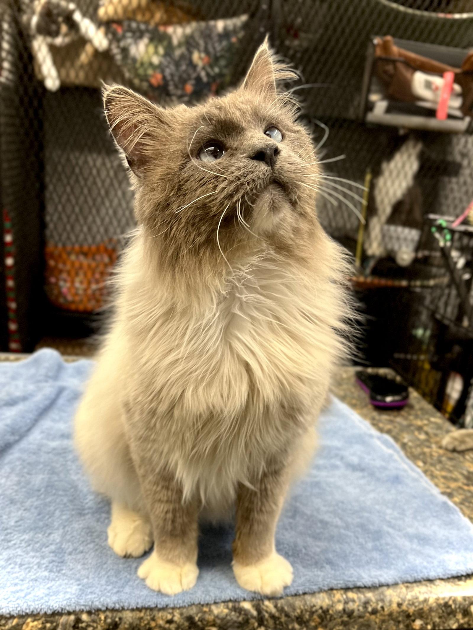 Enlarge Rafi, a Adopted mixed breed in Estherville, IA image 3/3