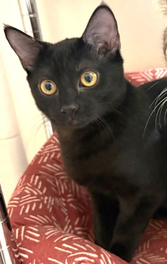 Enlarge Sadie, a ADOPTABLE Domestic Short Hair in Jamaica Plain, MA image 1/2