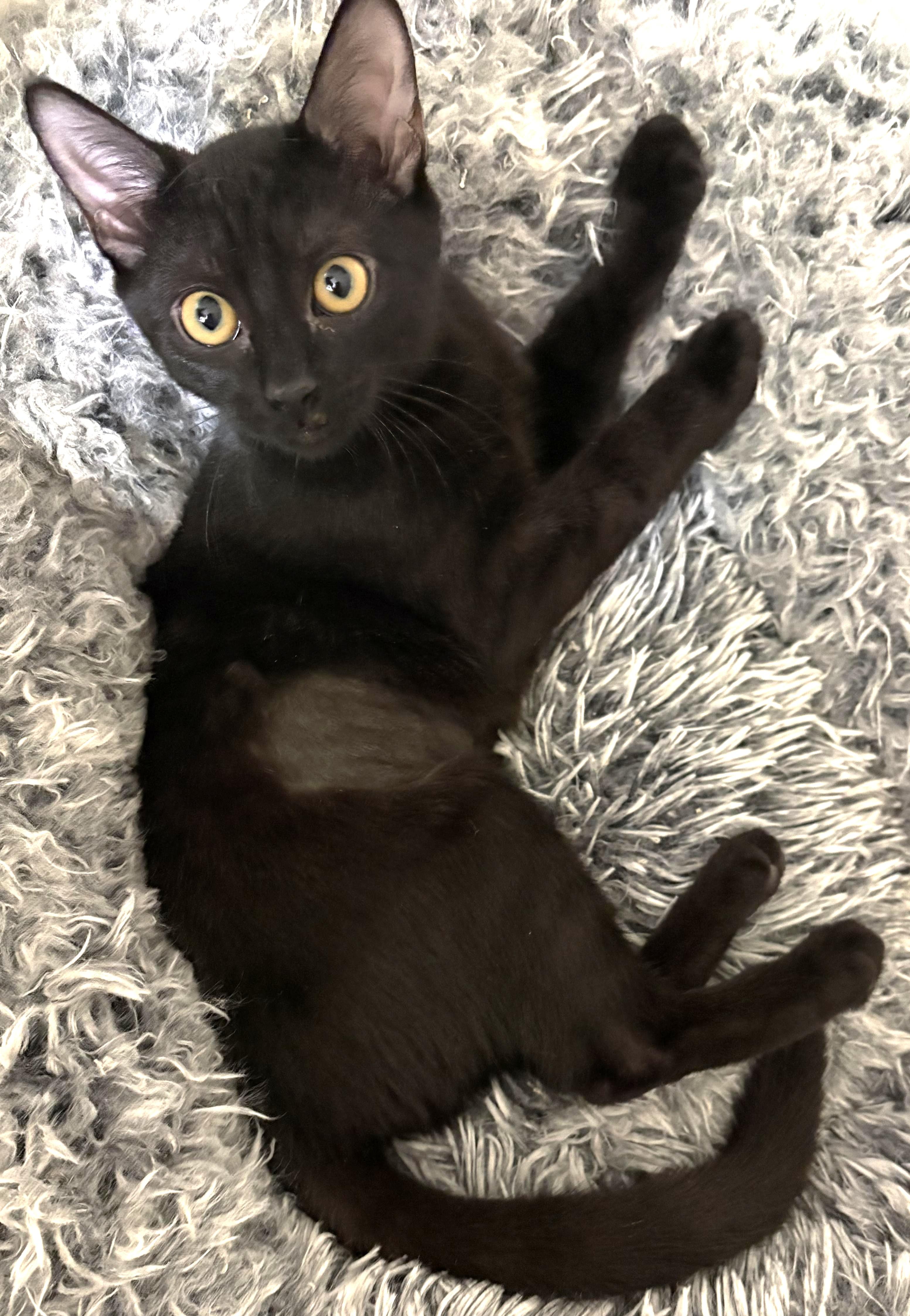 Enlarge Sadie, a ADOPTABLE Domestic Short Hair in Jamaica Plain, MA image 2/2