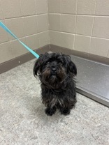 Toto, an adopted Mixed Breed in Harvey , LA_image-1