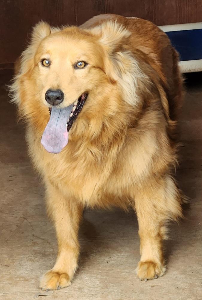 Dee Dee, Adoptable, Adult Female Chow Chow.