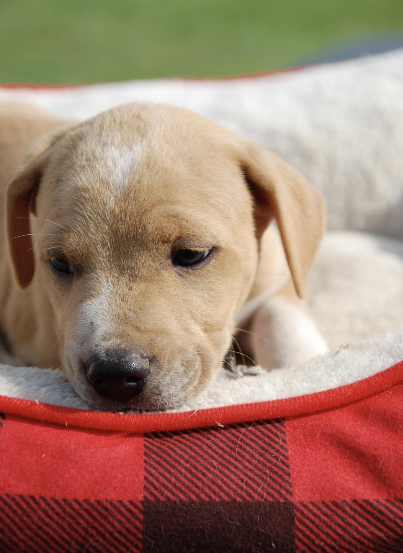 Enlarge Charlie, a Adopted mixed breed in Madisonville, TX image 1/2