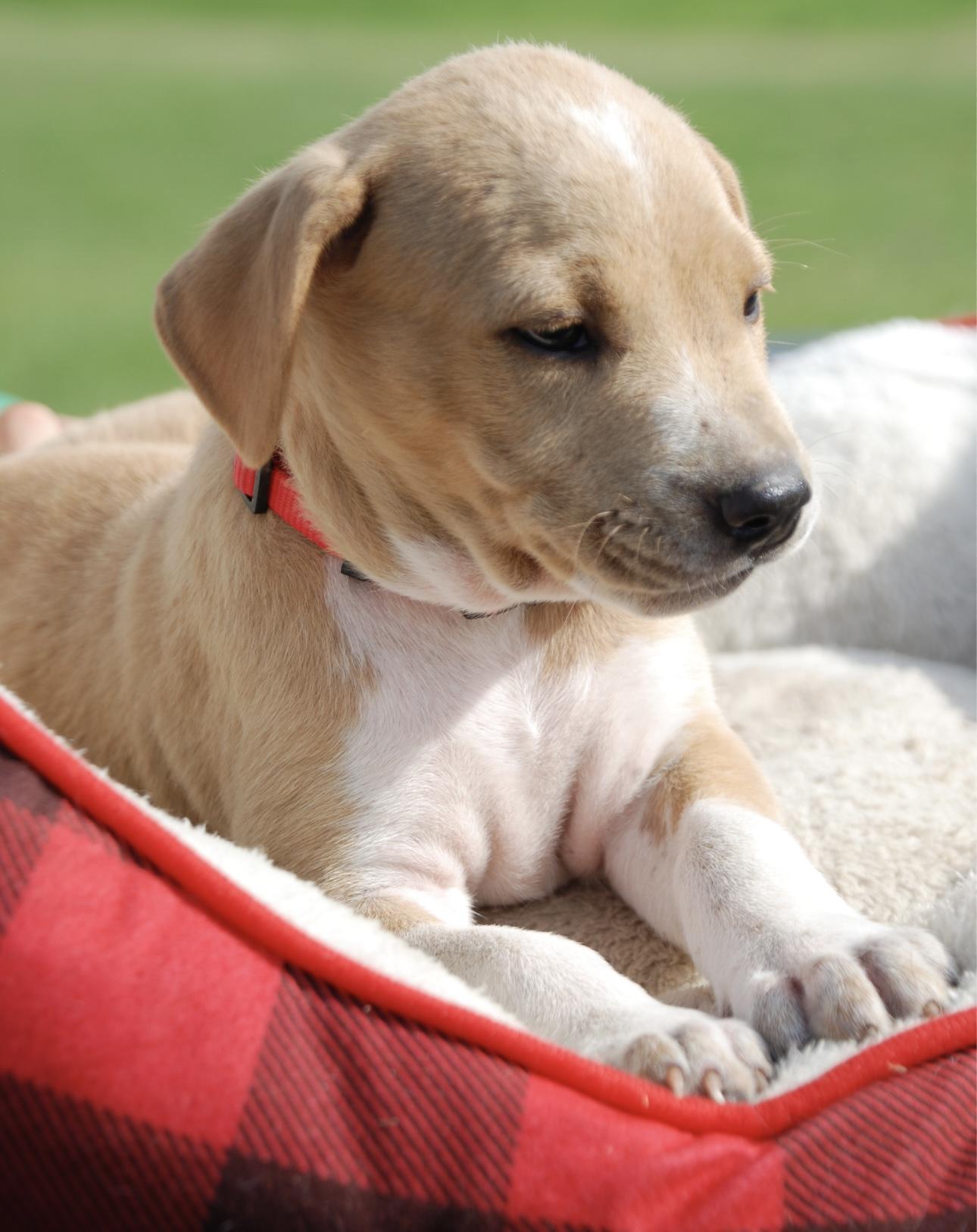 Enlarge Charlie, a Adopted mixed breed in Madisonville, TX image 2/2