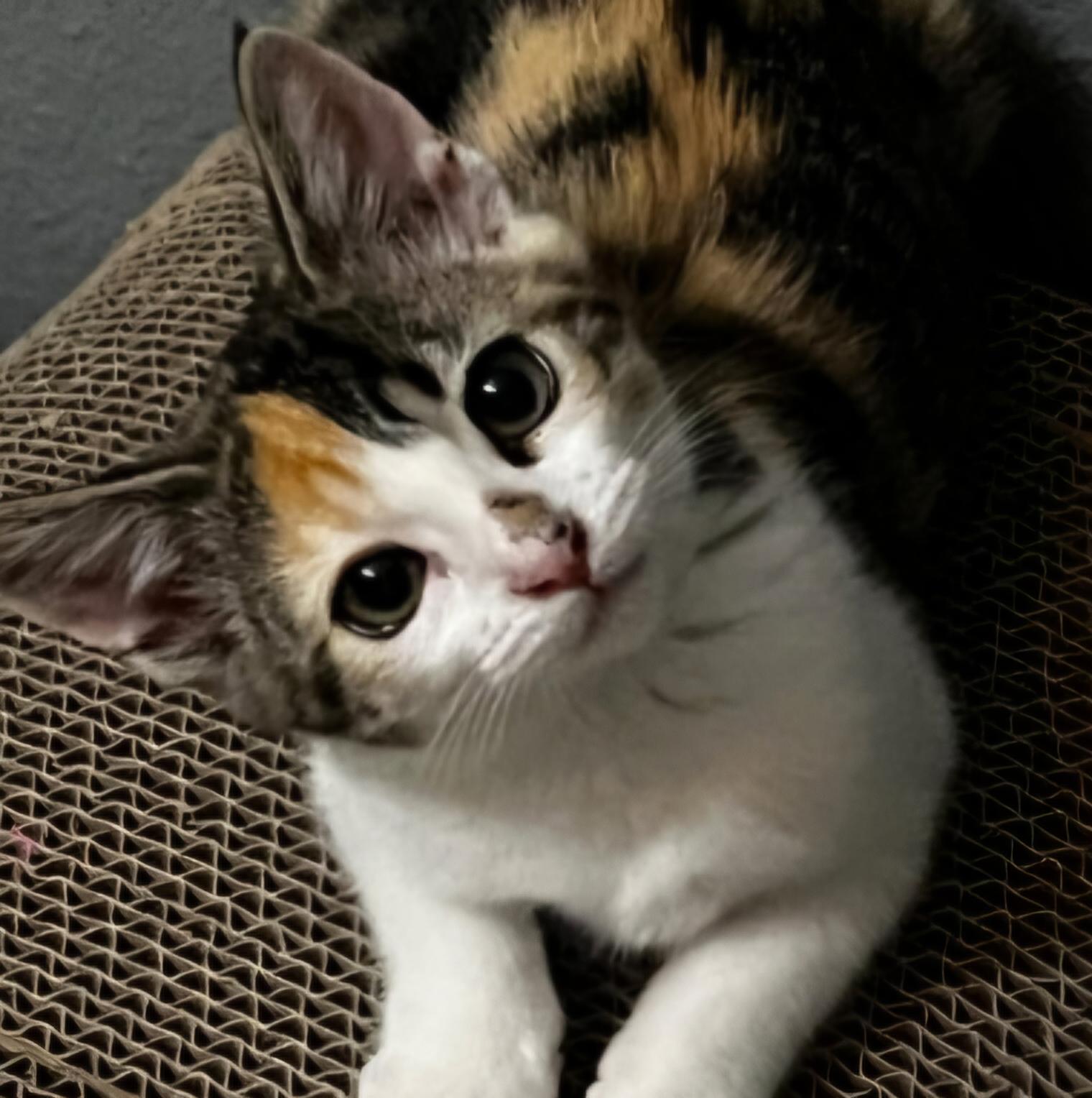 Winnie, a ADOPTABLE Calico in Fullerton, CA image 2/2
