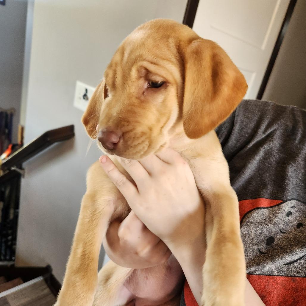 Molly, Adoptable, Puppy Female Labrador Retriever.