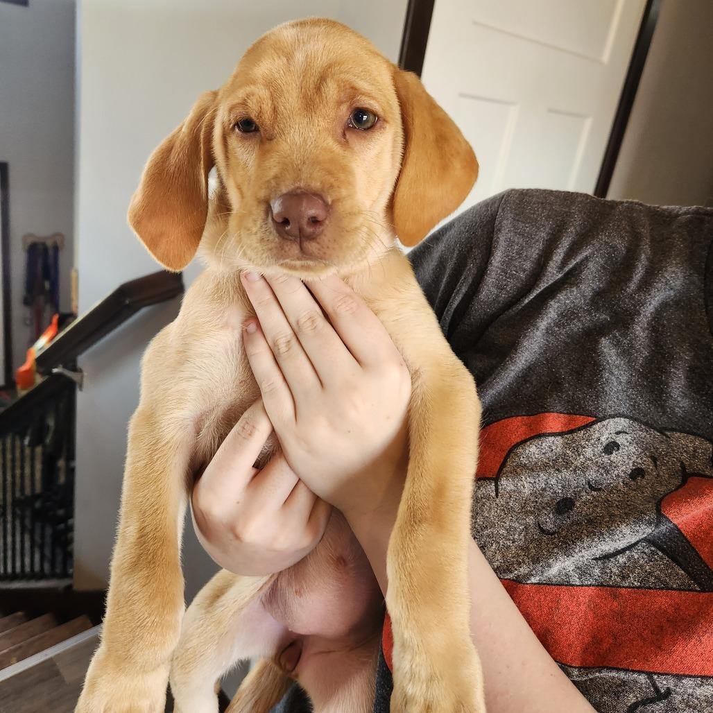 Enlarge Molly, a Adoptable Labrador Retriever in Oak Grove, MN image 2/2