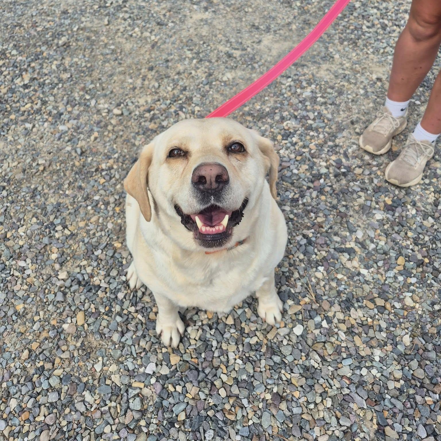 Tilly, an adoptable Labrador Retriever in Libby, MT, 59923 | Photo Image 1
