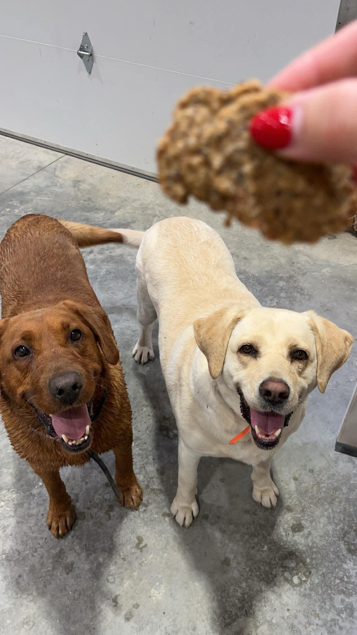 Tilly, an adoptable Labrador Retriever in Libby, MT, 59923 | Photo Image 3