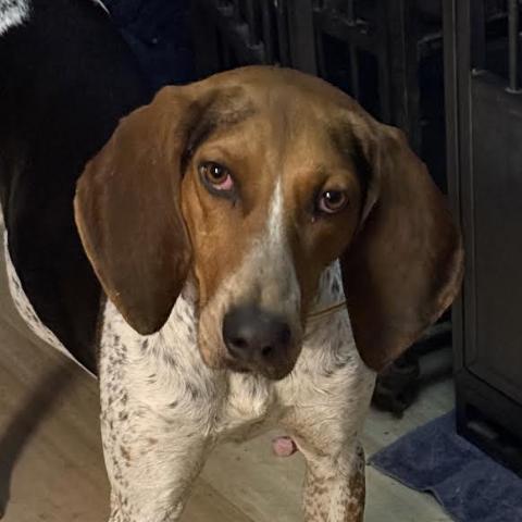 Poncho — thumbnail 3