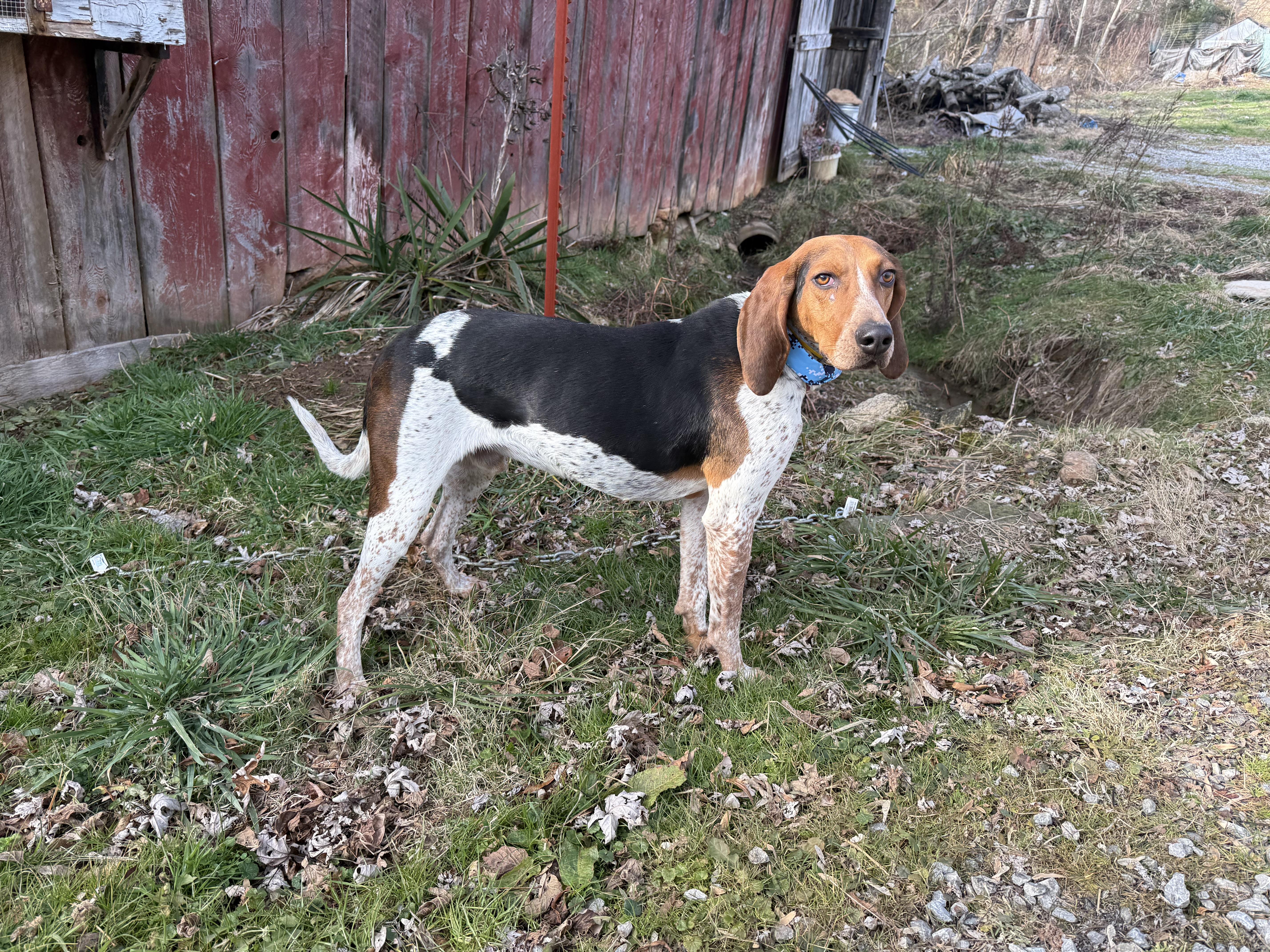 Poncho — thumbnail 5