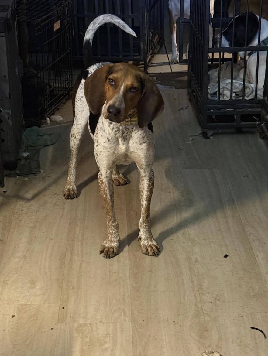 Poncho — thumbnail 6