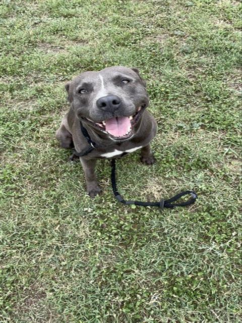 ANITA, Adoptable, Adult Female Pit Bull Terrier & Mixed Breed.