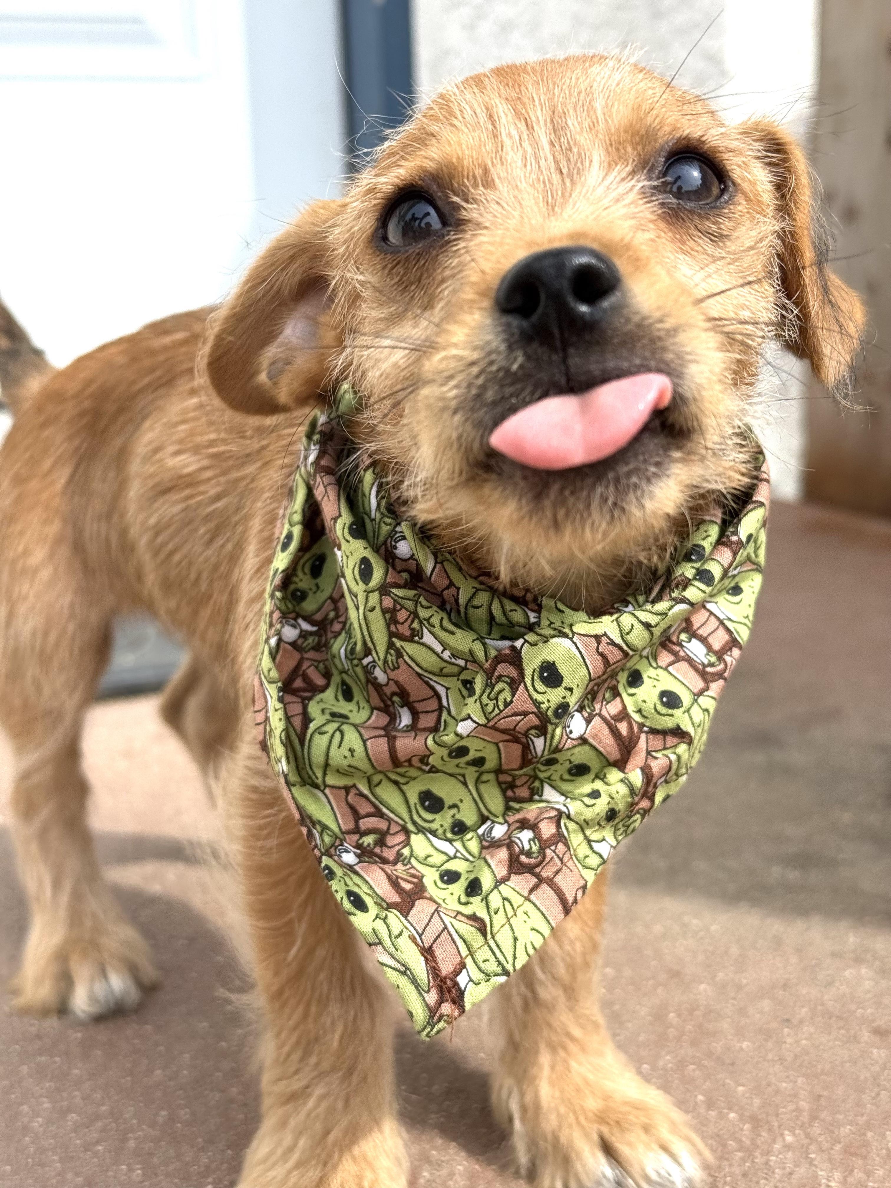 Enlarge Sir Lorax, a ADOPTABLE mixed breed in Sun Valley, CA image 5/6