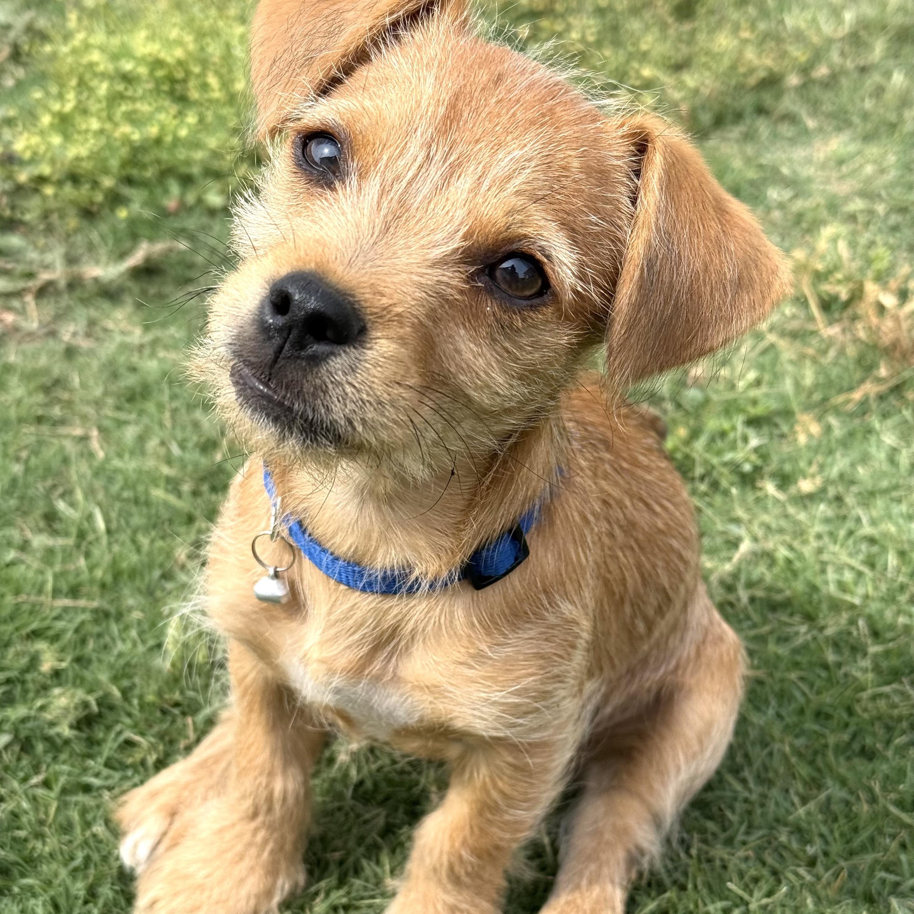 Enlarge Sir Lorax, a ADOPTABLE mixed breed in Sun Valley, CA image 1/6
