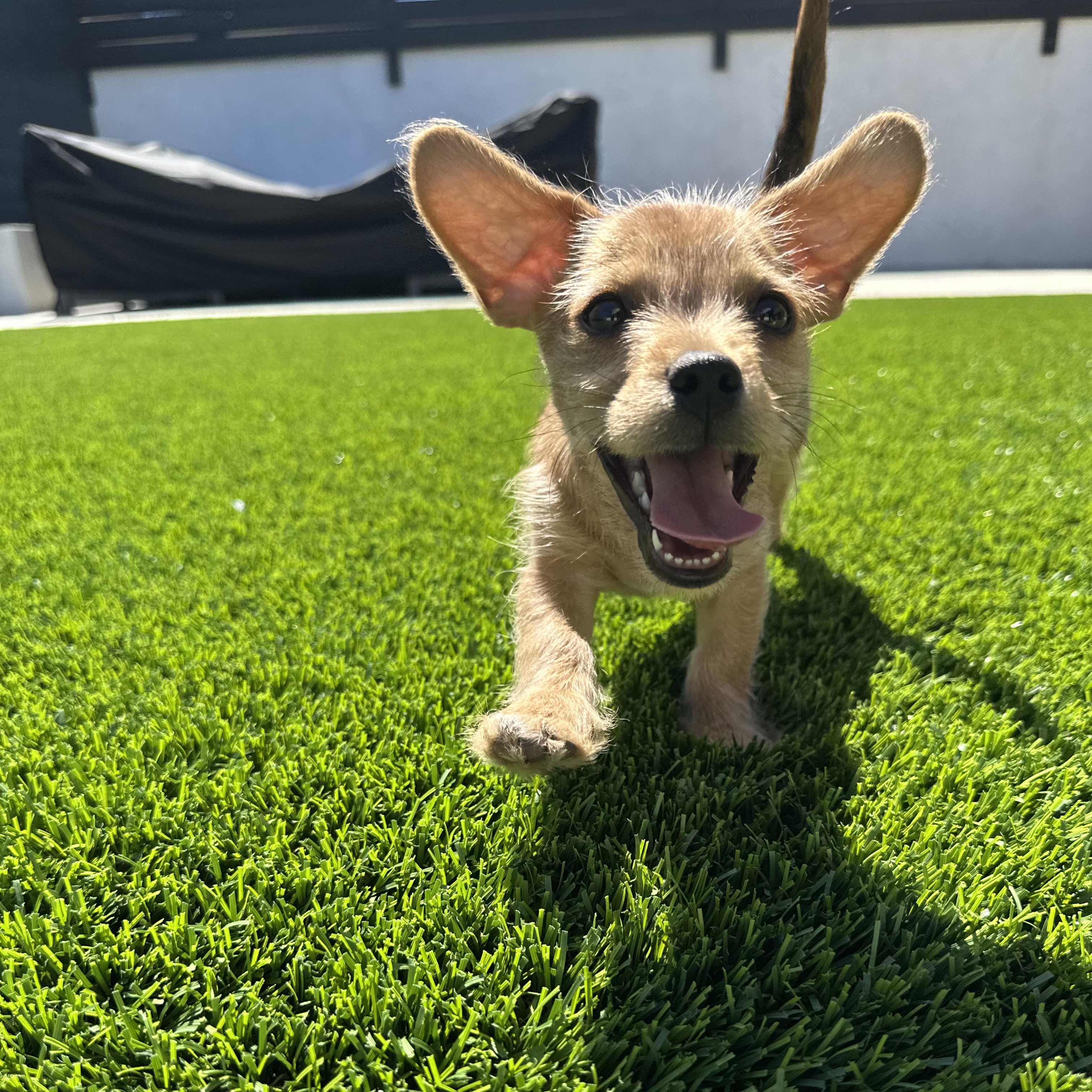 Enlarge Sir Lorax, a ADOPTABLE mixed breed in Sun Valley, CA image 3/6